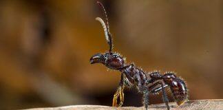 Research reveals ants inflict pain with neurotoxins