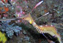 Study finds quirky fish is part of one big happy genetic bunch