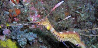 Study finds quirky fish is part of one big happy genetic bunch