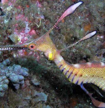 Study finds quirky fish is part of one big happy genetic bunch