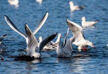 Gene blocks spillover of avian flu to humans