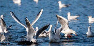 Gene blocks spillover of avian flu to humans