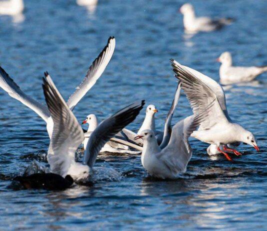 Gene blocks spillover of avian flu to humans