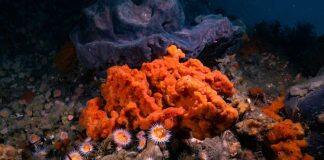 Warming waters spark ‘evolution at super speed’ in marine sponges