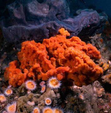 Warming waters spark ‘evolution at super speed’ in marine sponges