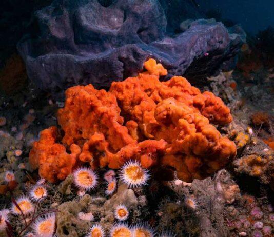 Warming waters spark ‘evolution at super speed’ in marine sponges