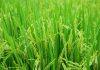 New discovery set to boost disease-resistant rice