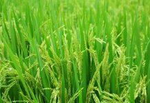 New discovery set to boost disease-resistant rice