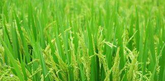 New discovery set to boost disease-resistant rice