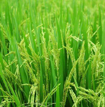 New discovery set to boost disease-resistant rice