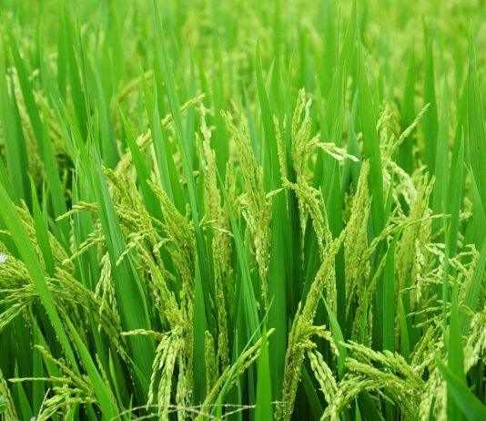 New discovery set to boost disease-resistant rice