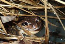 Ribbiting rhythms: citizen science reveals new information about frog calls