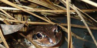 Ribbiting rhythms: citizen science reveals new information about frog calls