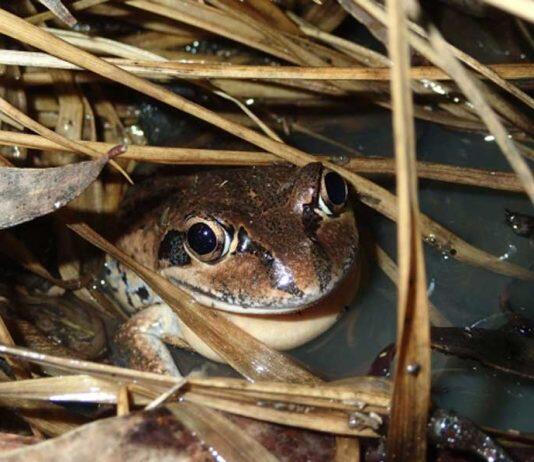 Ribbiting rhythms: citizen science reveals new information about frog calls