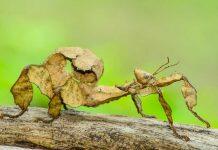 Uncovering online sales of Australian invertebrates