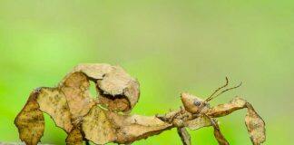 Uncovering online sales of Australian invertebrates