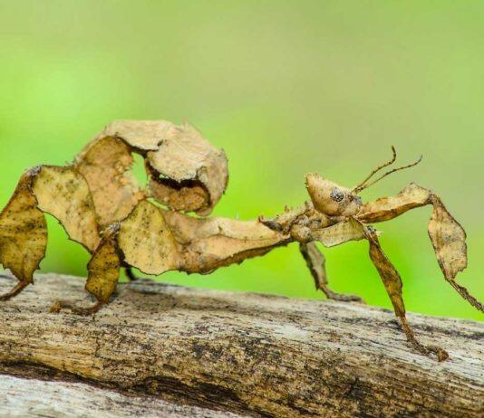 Uncovering online sales of Australian invertebrates