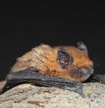 Bats struggle during organic farming transition