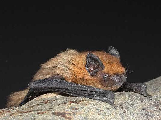 Bats struggle during organic farming transition