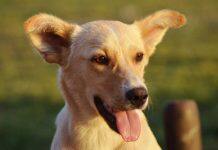 Researchers find drug-resistant, often deadly fungus living in dogs’ ears