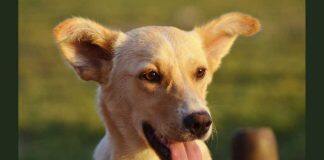 Researchers find drug-resistant, often deadly fungus living in dogs’ ears