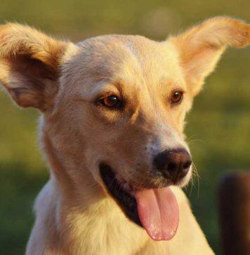 Researchers find drug-resistant, often deadly fungus living in dogs’ ears