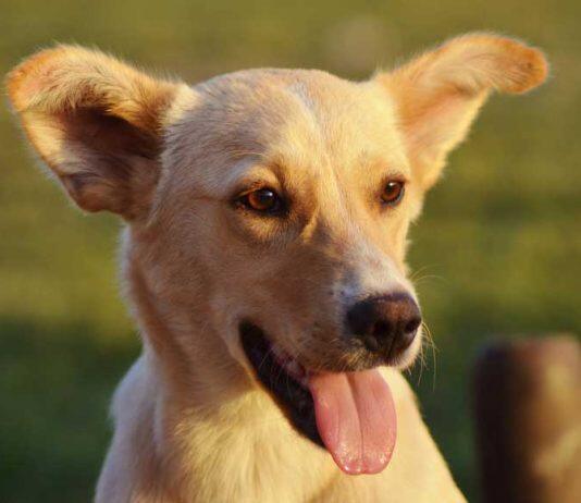 Researchers find drug-resistant, often deadly fungus living in dogs’ ears