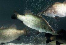 AI to revolutionise barramundi farming