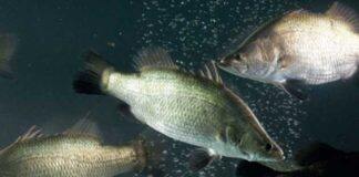 AI to revolutionise barramundi farming