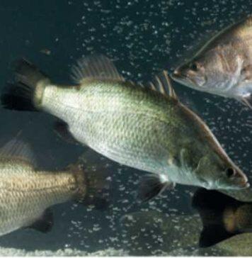 AI to revolutionise barramundi farming