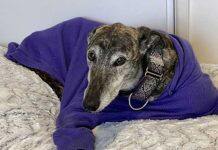 UQ launches vaccine trial for dogs with bone cancer