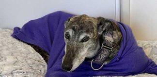 UQ launches vaccine trial for dogs with bone cancer