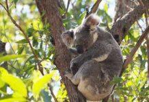 Developer dollars not enough to save species