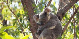 Developer dollars not enough to save species