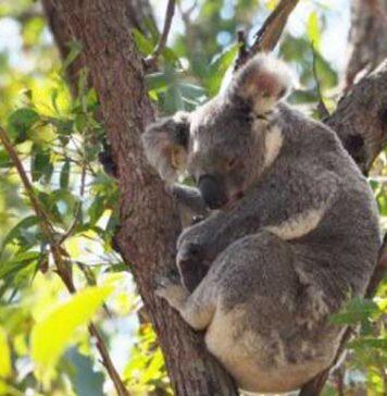 Developer dollars not enough to save species