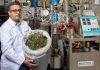 Researchers tackling medicinal cannabis industry’s waste problem