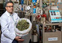 Researchers tackling medicinal cannabis industry’s waste problem