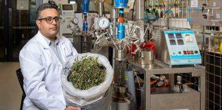 Researchers tackling medicinal cannabis industry’s waste problem
