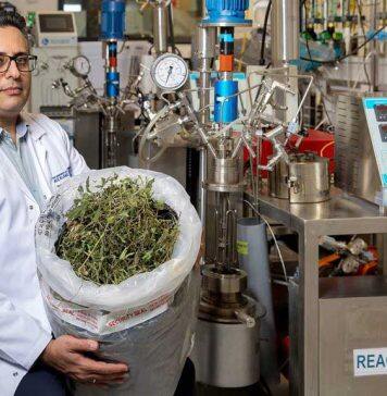 Researchers tackling medicinal cannabis industry’s waste problem
