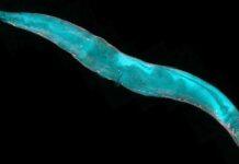 What worms can tell us about brains and behaviour