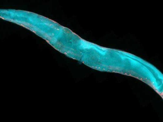 What worms can tell us about brains and behaviour