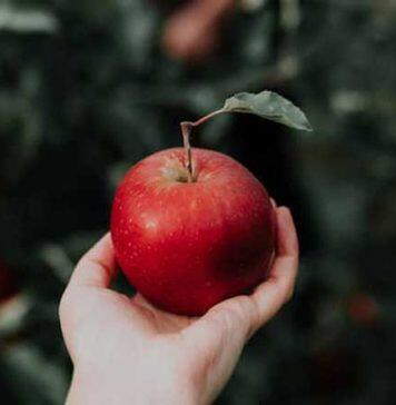 A mother’s diet can protect her grandchildren’s brains: genetic model study