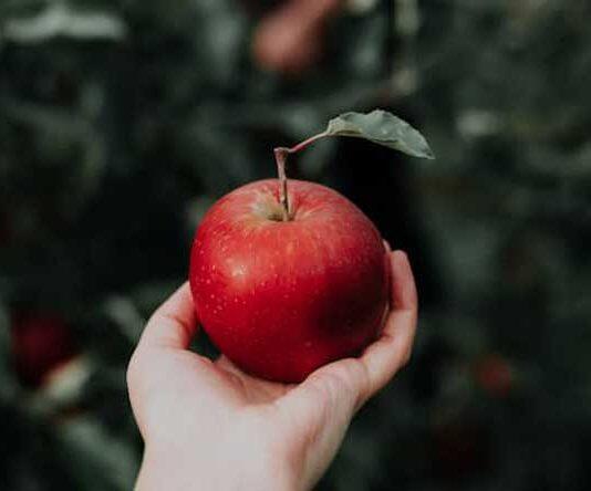A mother’s diet can protect her grandchildren’s brains: genetic model study