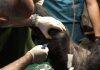 Stem cells used to successfully treat arthritis in gorilla at Budapest zoo