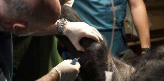 Stem cells used to successfully treat arthritis in gorilla at Budapest zoo