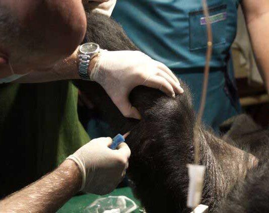 Stem cells used to successfully treat arthritis in gorilla at Budapest zoo