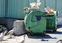 Bin chickens and maggies step into the spotlight