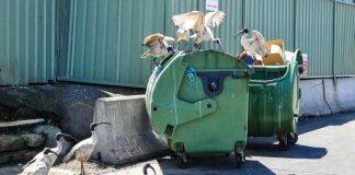 Bin chickens and maggies step into the spotlight