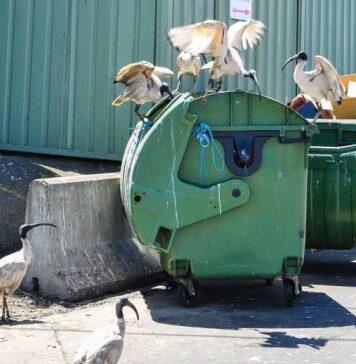 Bin chickens and maggies step into the spotlight