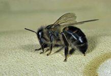 Researchers deconstruct bee stinger to help develop tiny medical devices